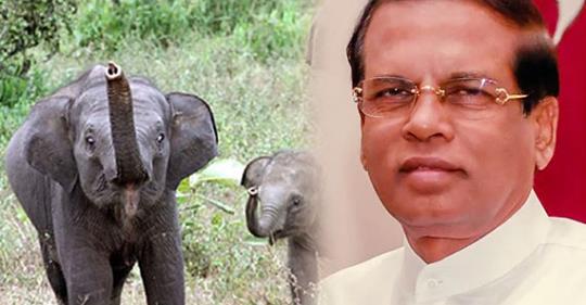 Dear President, is killing mother elephants and stealing babies a part of our culture?
