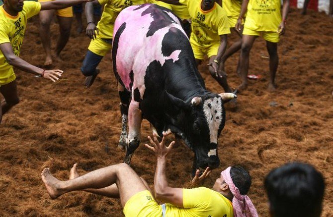 Two gored to death at India bull-wrestling festival