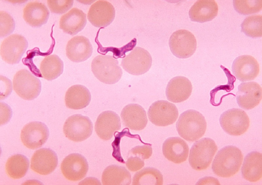 Trypanosoma detected in two dogs