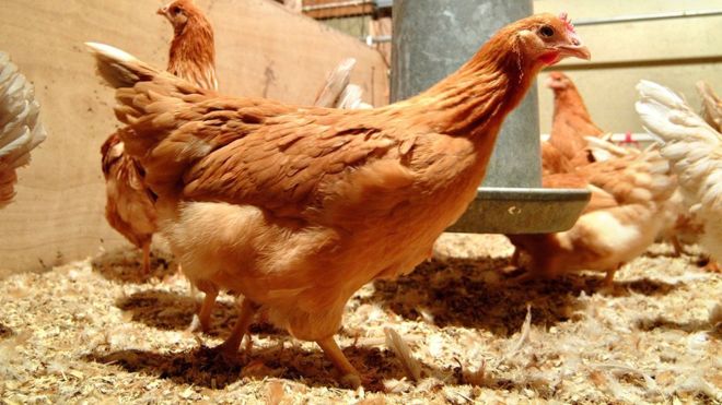 The GM chickens that lay eggs with anti-cancer drugs