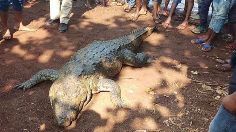 Chhattisgarh village holds funeral for beloved crocodile, 500 people attend