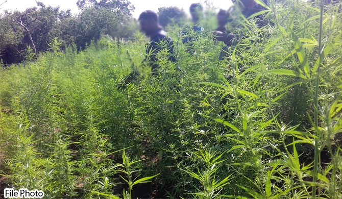 Police raid illegal Cannabis plantation