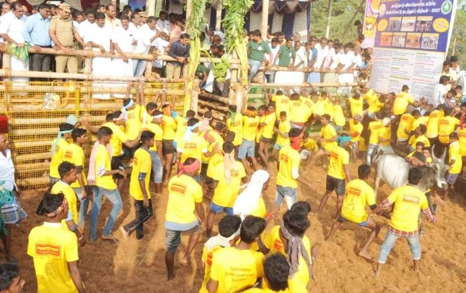 Jallikattu gets underway in Pudukottai's Thachankurichi