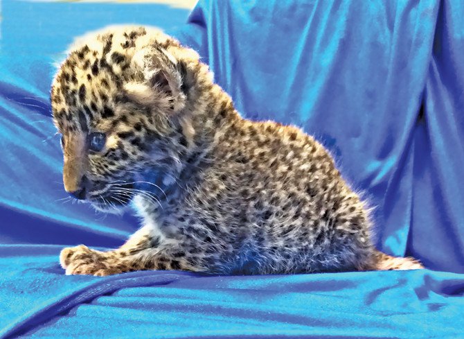 Man smuggles month-old leopard cub on plane to India