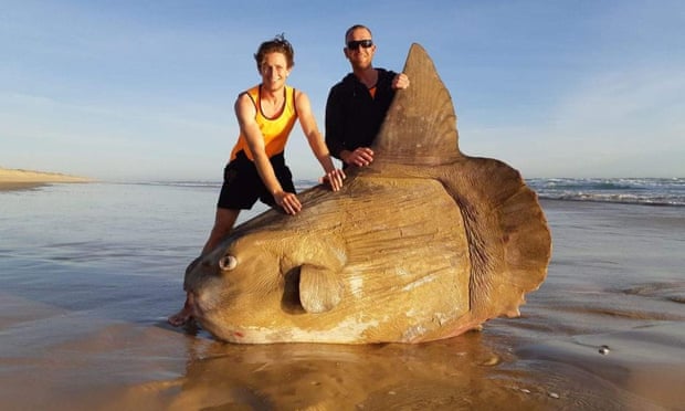 Giant sunfish washes up on beach in South Australia