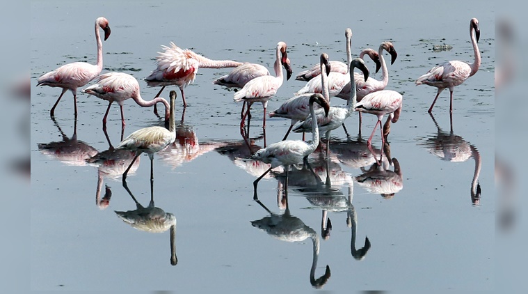 India’s first bullet train is taking 3 acres from a flamingo sanctuary