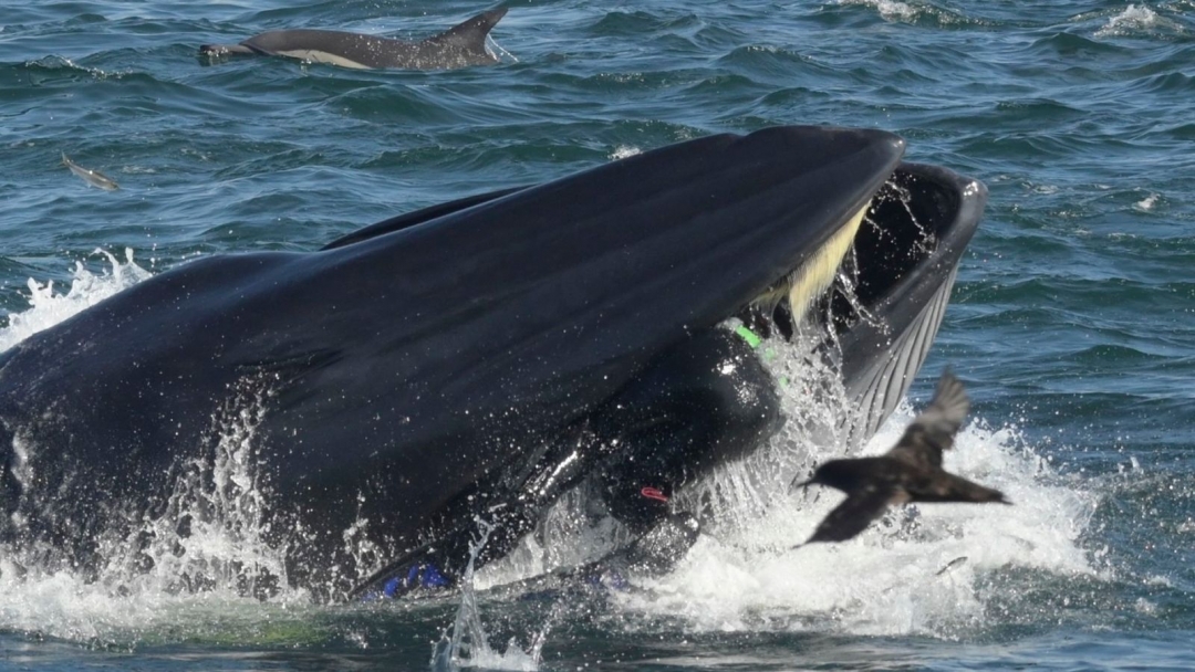 Man is caught by a whale - and lives to tell the tale