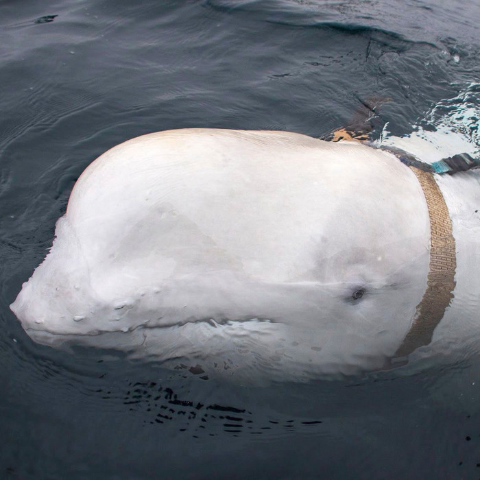 Norway finds 'Russian spy whale' off Arctic coast