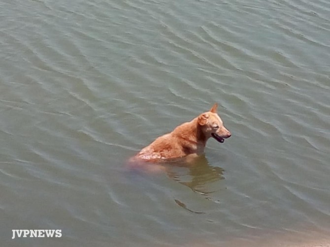 In Jaffna dogs running towards ponds suddenly