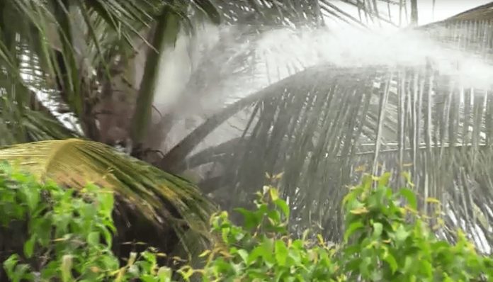 Coconut trees burned due to lightning fire in Jaffna