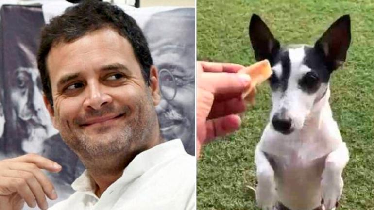 Rahul Gandhi takes his dog Pidi on car ride after Lok Sabha defeat. Internet loves the viral pic