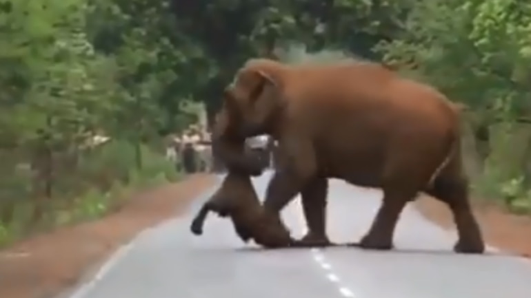 Elephant herd takes out funeral procession for dead calf.