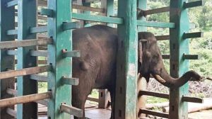 Jumbo Chinnathambi released from kraal in Annamalai Tiger Reserve