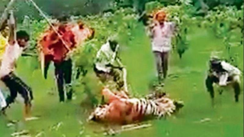 Broken ribs, fractures: Villagers beat tigress to death in UP's Pilibhit Reserve
