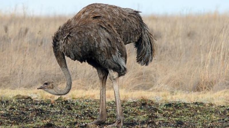 3X larger birds than an Ostrich existed in Taurida Cave