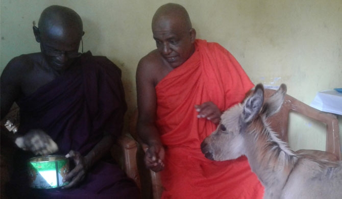 The 'guard-dog' donkey in Kalpitiya