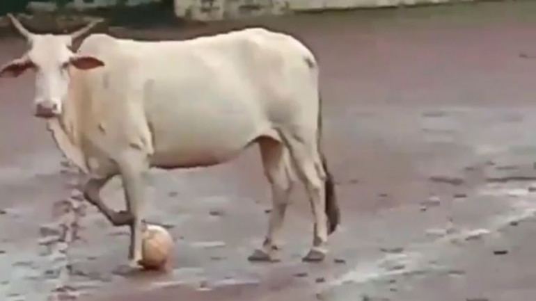 Cow plays football with group of boys on field in viral video. Funniest thing ever, says Internet