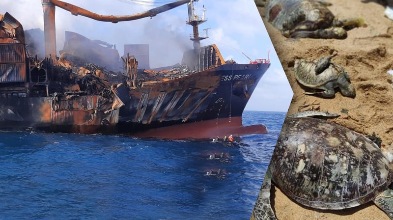 Samples of dead marine creatures dur to X-Press Pearl accident sent overseas for tests