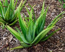 Aloe Vera to be cultivated in over 100000 acres allocated land