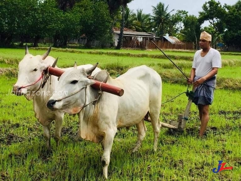 Changed as a farmer,TNA’s spokesman,Presidential Attorney and Parliament member, M.A. Sumanthiran !