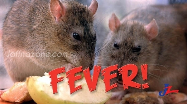 Extreme Risk of rat fever in Srilanka! Two were died!!