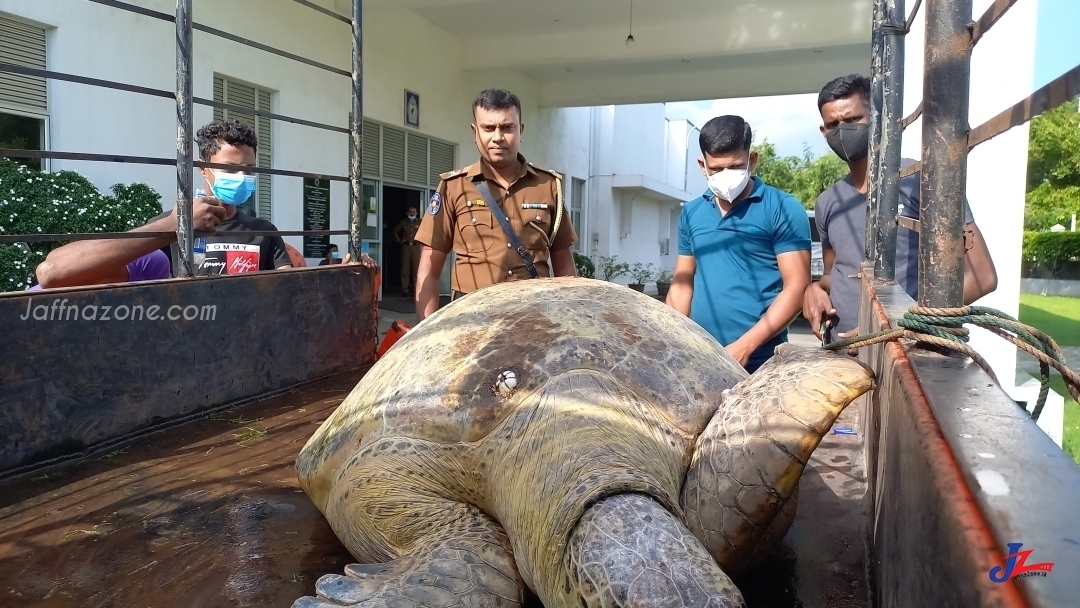 One arrested with possession of 300 kilo of turtle in J/ Navanthurai!