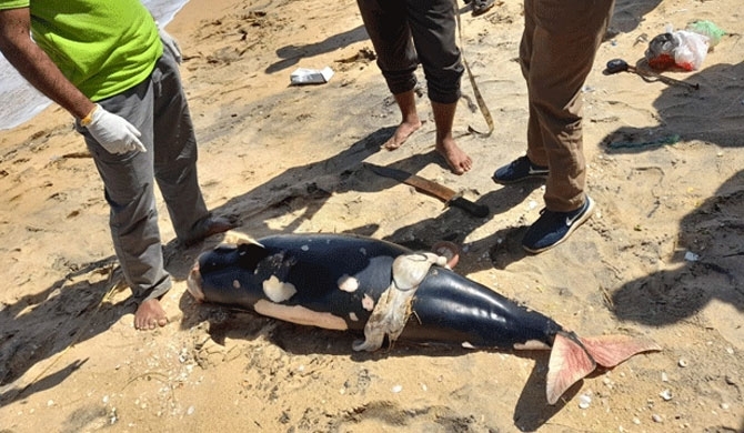 9 dead dolphins washes up on Mullaitivu beach