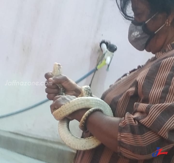The woman simply caught a cobra snake entered into the house and let it go outside the house!