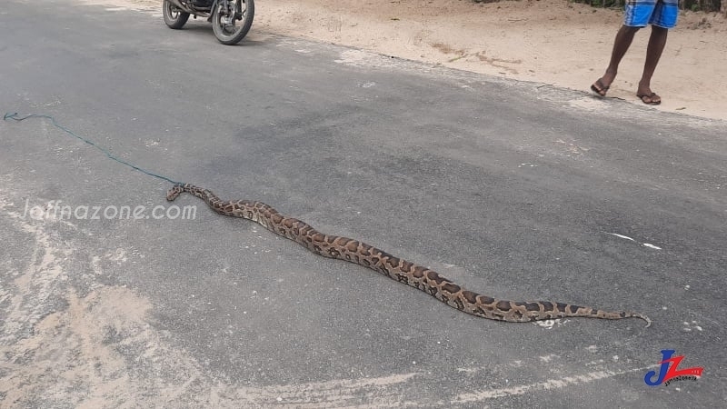 A 15 feet long python snake entered into a house in Meesalai-Allarai area!