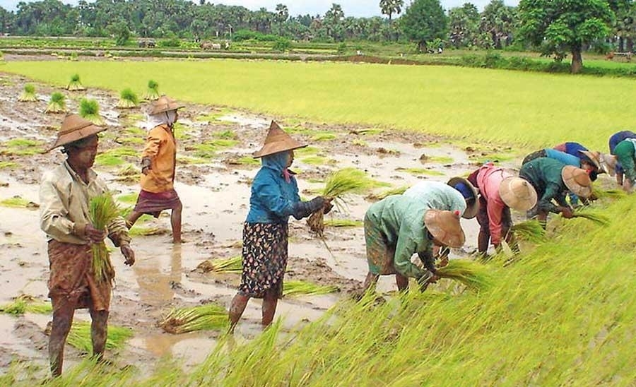 Foreign newspaper spills the beans: Myanmar-Sri Lanka rice deal smells of corruption