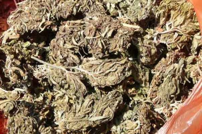 Two nabbed with Kerala cannabis worth nearly Rs. 100 million