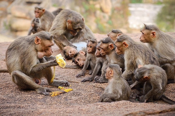 Srilankan Parliament Of Monkeys !