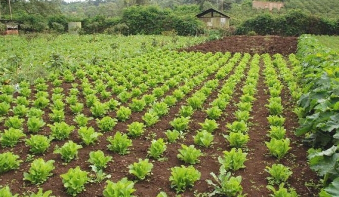 Public servants given Friday holiday option to grow food