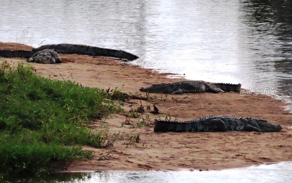 More crocodiles being found in Amparai district!