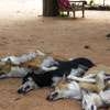 Large number of dogs poisoned to death