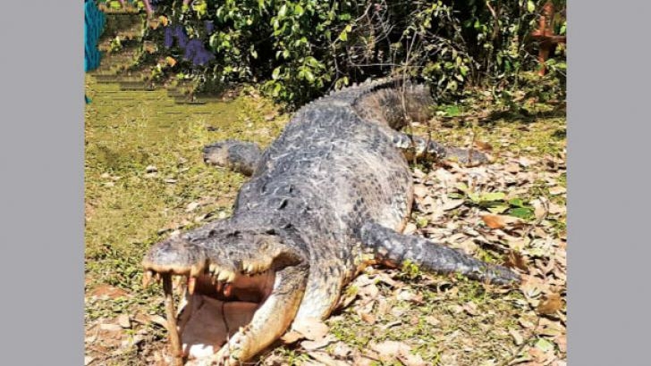 A Dead crocodile on J/Atchuvely - Thondamanaru road !