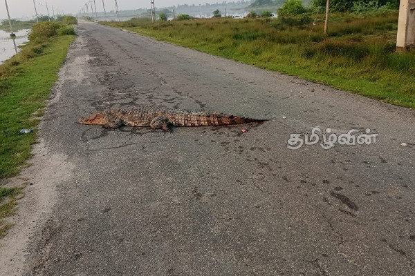 A dead crocodile on Jaffna road!