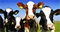 Nearly 4,000 imported dairy cows dead