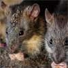 India police say rats ate 200kg of seized cannabis