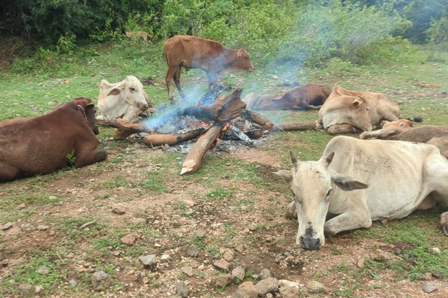 Over 1,600 livestock dead in Northern and Eastern provinces