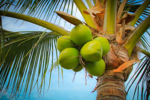 The price of a coconut in SriLanka today !