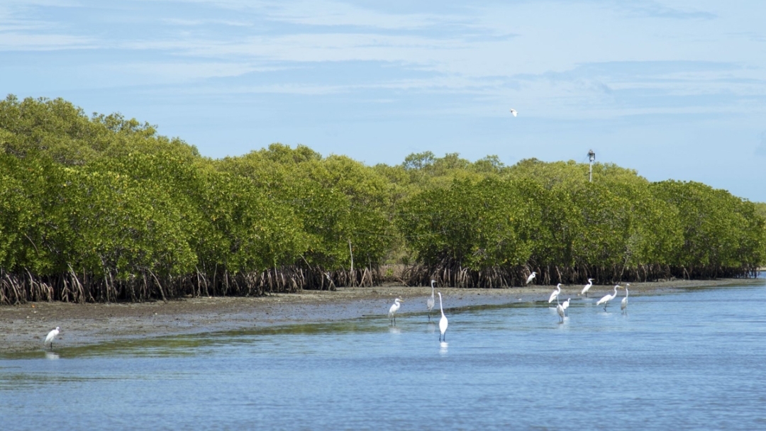 Multinational company to get lands from Wedithalathivu Nature Reserve