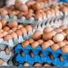 Court directs to announce new control price for eggs today