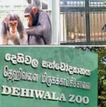 Free zoo entrance on Dec. 23, 24, 25 for children and senior citizens