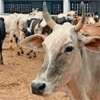 Ban on animal, meat transport lifted