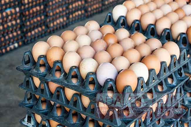 Egg producers’ association claims ministers involved in ‘egg mafia’