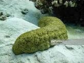 Nine apprehended by Navy for illegal sea cucumber harvesting