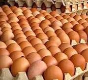 Maximum retail price for eggs gazetted