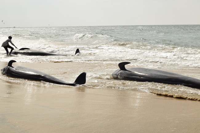 Pod of 14 whales found on Kalpitiya beach