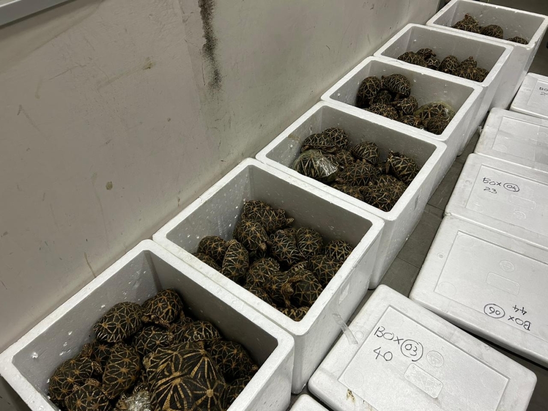 Over 200 endangered tortoises labelled “dried seafood” seized at BIA